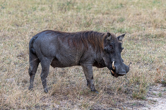 Warhog, Nyerere NP