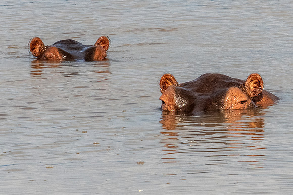Hippos, Nyerere NP