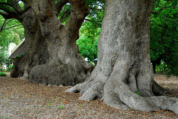 Vergelegen Winery, Camphor Trees, South Africa