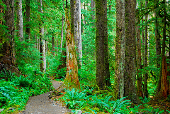 Sol Duc Valley, Olympic National Park