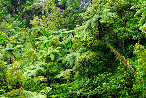 Waipoua Forest, New Zealand