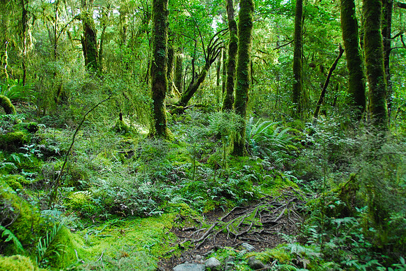 Trail near Glade House, Milford Track, New Zealand