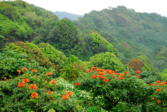 Vegetation along Hana Highway, Maui