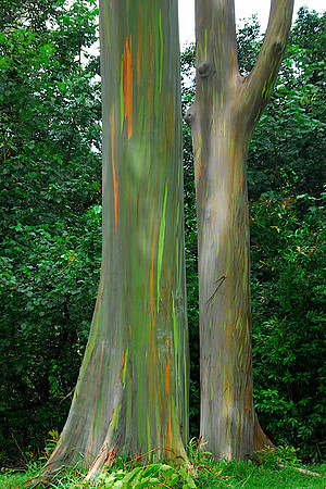 Rainbow Eucalyptus Trees, Maui