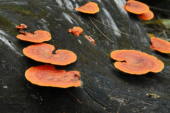 Mushroom at Kee Beach, Kauai