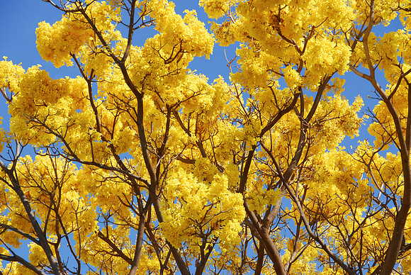 Yellow Trumpet Tree, Waimea, Kauai