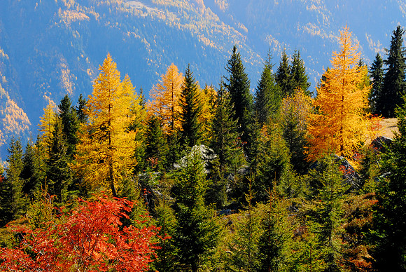 Fall at the Charlanon, Chamonix