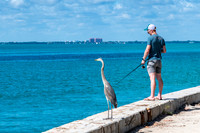 Great Blue Heron waiting for its Meal