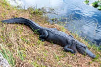 Crocodile, Everglades National Park