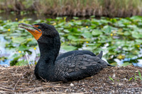 Double-crested Cormorant, Everglades National Park, Florida