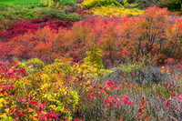 Fall Colors, Traverse City, Michigan