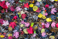 Fall Colors, Sleeping Bear Dunes, Michigan