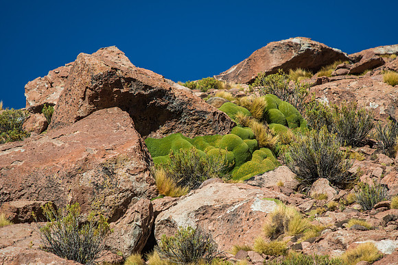 Yareta grows in the Andes between 3200m and 4500m