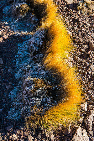Early Morning Frost, El Tatio Geothermal Fields