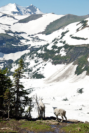 Mountain Goats, Hidden Lake Trail, Glacier