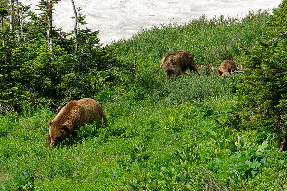 Griizzly Bear & Cubs, Iceberg Lake Trail, Glacier