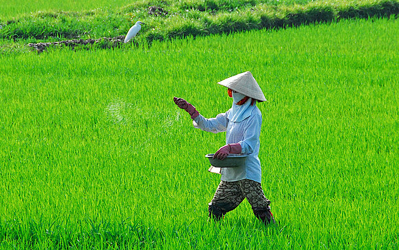 Rice Paddies, Hoi An