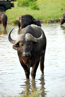 Londolozi, Cape Buffalos, South Africa
