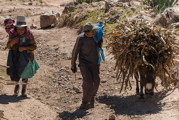 Donkeys Carrying Dry Corn Stalks, Moray