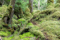 Temperate Rain Forest, West Brother Island