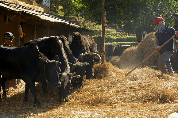 Threshing Rice, Annapurnas