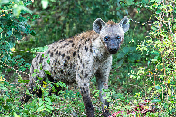 Hyena, Nyerere NP