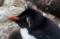 Rockhopper Penguin, West Point, Falklands