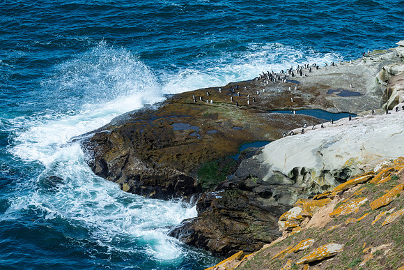 Saunders Island, Falklands