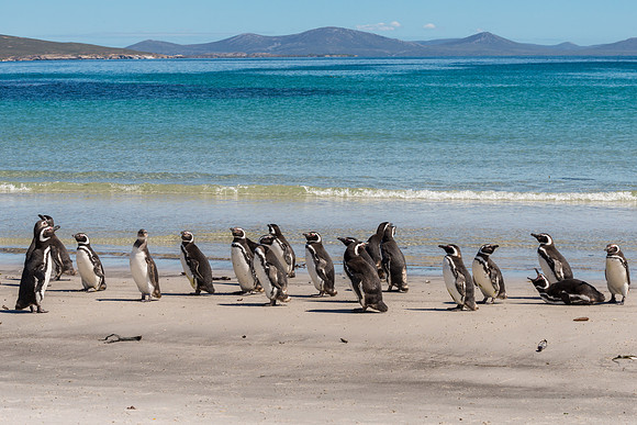 Magellanic Penguins, Saunders Island, Falklands