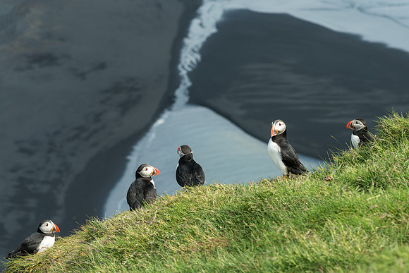 Ingolfshofdi Puffin Colony