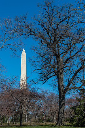 Wahington Monument