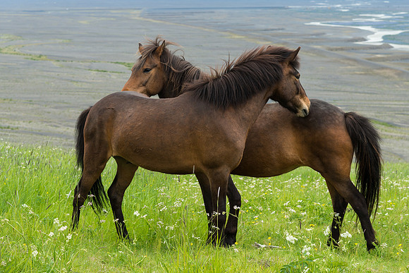 Icelandic Horses near Skaftafell