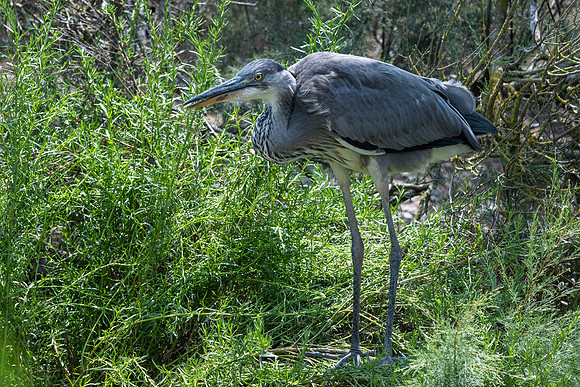 Heron Parc du Pont de Gau