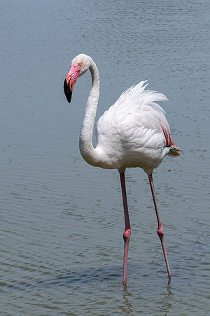 Greater Flamingo,  Parc du Pont de Gau