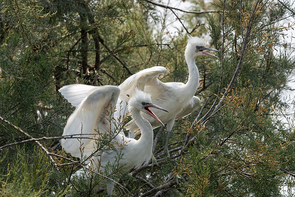 Egrets, Parc du Pont de Gau