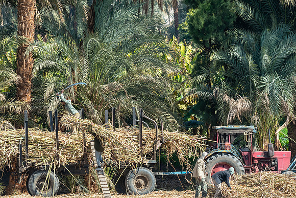 Harvesting Sugar Cane along the Nile