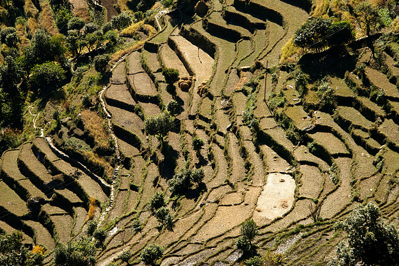 Terraced Rice Fields above Lamakhet