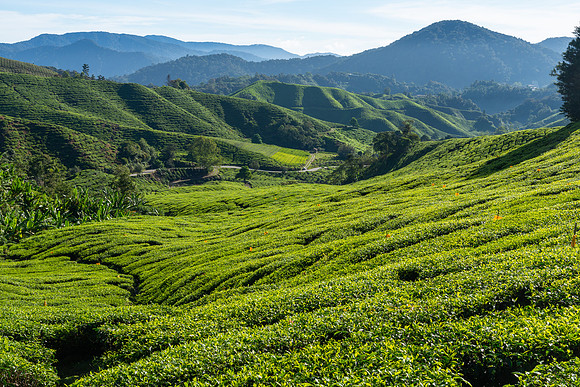 Tea Plantations, Cameron Highlands