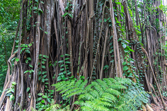 Tree Trunks