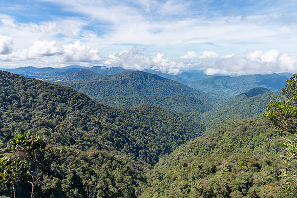Tropical Forests, Cameroon highlands