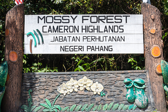 Tropical Forests, Cameroon highlands