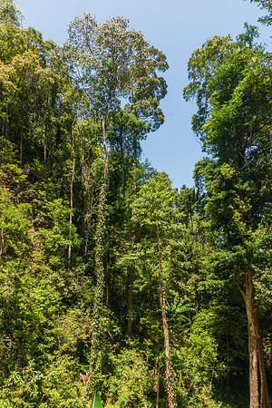 Tropical Forest