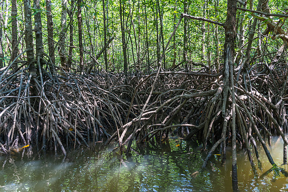 Kilim Karst Mangroves, Langkawi