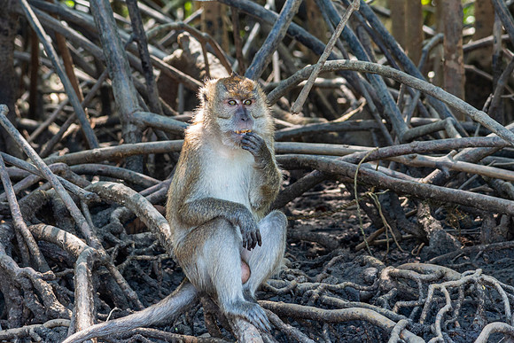A Macaque Monkey, Kilim Karst Mangroves, Langkawi