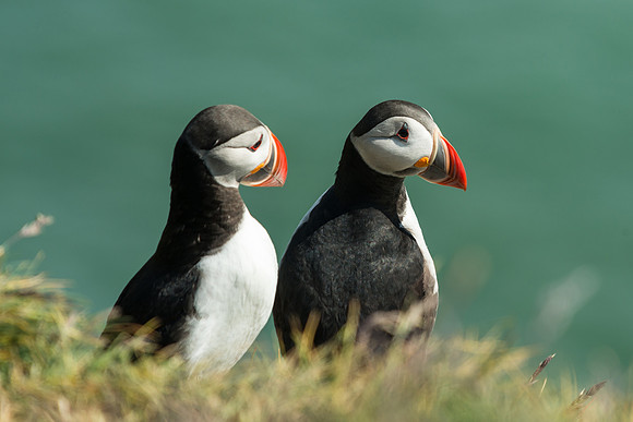 Ingolfshofdi Puffin Colony