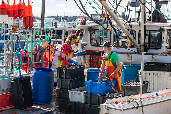 Preparing Lobster Baits, Portland, Maine