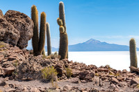 Fish Island, Salt Flats