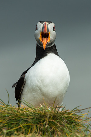 Ingolfshofdi Puffin Colony