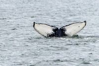 Humpback Whale