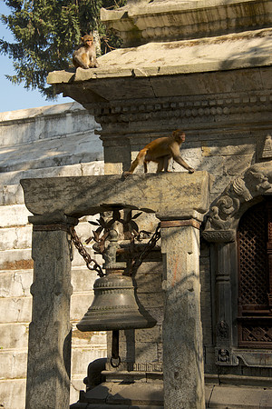 Shiva Temple, Pashupatinath, Kathhmandu